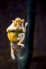 A Rhesus Macaque is sitting and resting