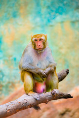 A Rhesus Macaque is sitting and resting