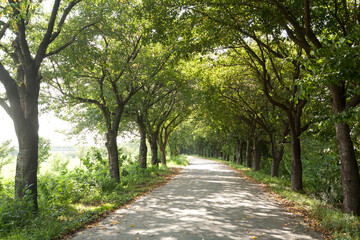 Cherry Trees and Road