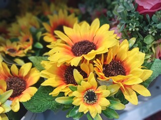 sunflowers in the garden