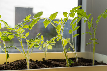 Houseplant tomato plant thriving in pot on window sill