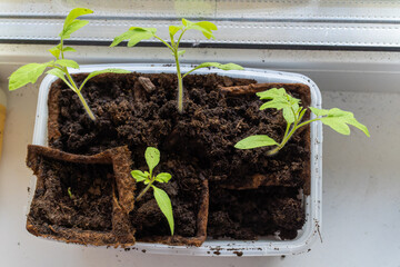 Various plants emerging from soil in pot gardening scene