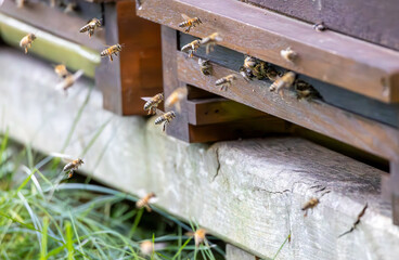 Swarms of bees at the hive entrance in a heavily populated honey bee, flying around in the spring...