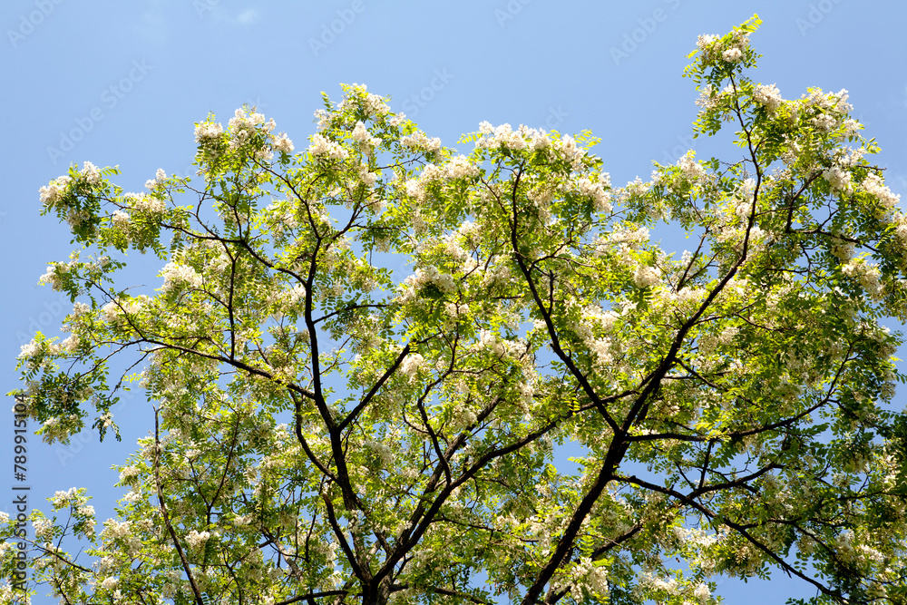 Wall mural Acacia in May