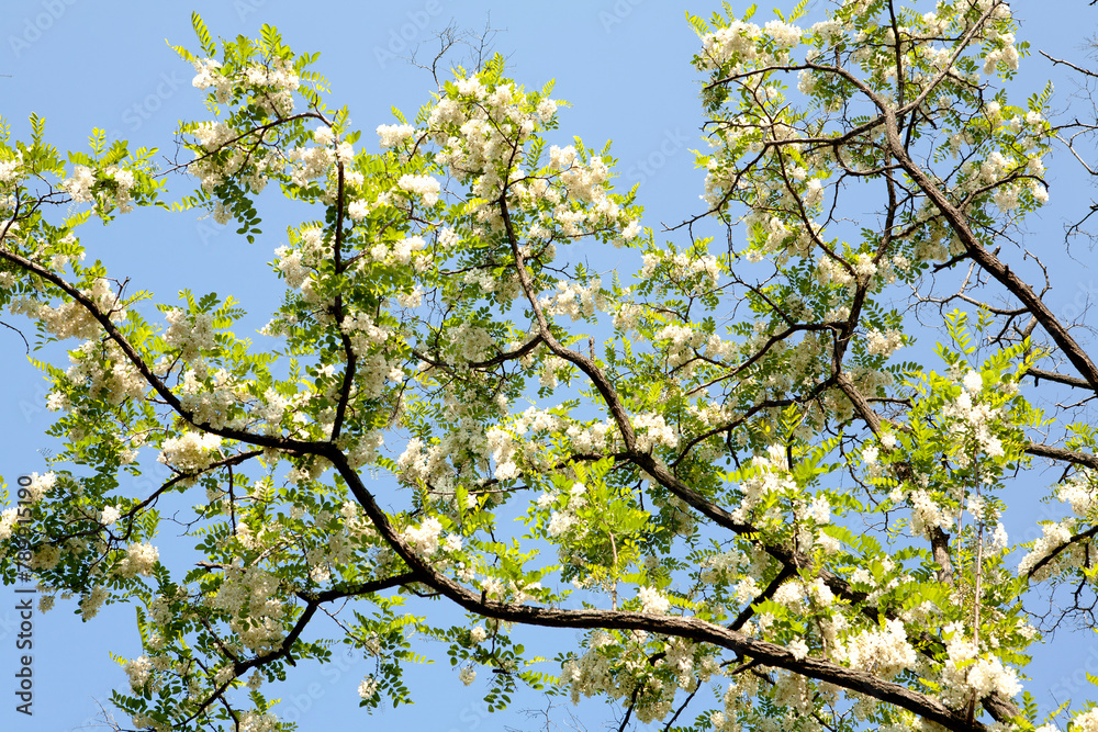 Canvas Prints Acacia in May