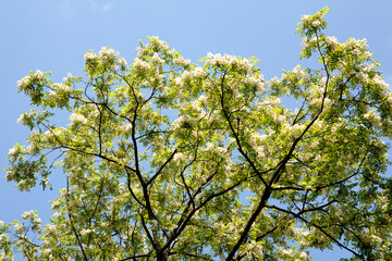 Acacia in May