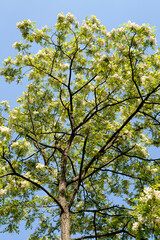 Acacia in May