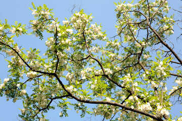 Acacia in May