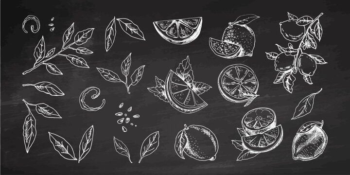 Hand-drawn vector lemon set. Whole lemon, sliced pieces, half, leaf and branch sketch. Tropical fruit engraved style illustration. Detailed citrus ink drawing on chalkboard background.
