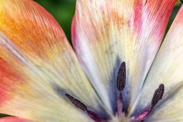 Detail of stamens of a tulip in a garden.
