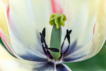 Detail of stamens and pistil of a tulip in a garden.