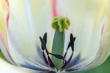 Detail of stamens and pistil of a tulip in a garden.