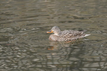 カモ　日本の野鳥