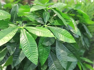 green leaves of a tree