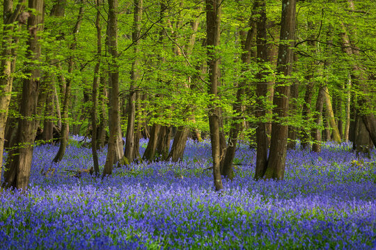 Carpet of April bluebells in Abbots Wood near Arlington on the low weald East Sussex south east England UK