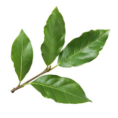 Obraz premium A branch of laurel isolated on white background. Fresh bay leaves. Branch of green laurel leaves