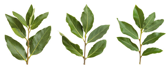 A branch of laurel isolated on white background. Fresh bay leaves. Branch of green laurel leaves - Powered by Adobe