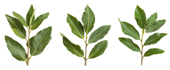 A branch of laurel isolated on white background. Fresh bay leaves. Branch of green laurel leaves