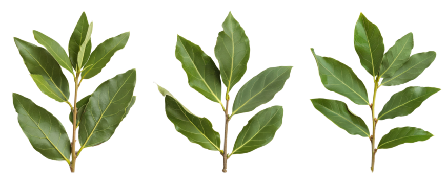 A branch of laurel isolated on white background. Fresh bay leaves. Branch of green laurel leaves