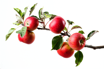 apples on branch, transparant background, PNG file