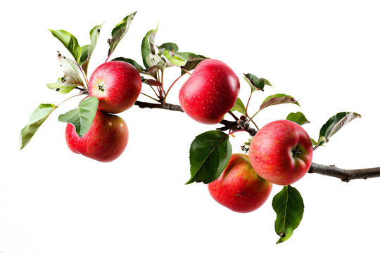 apples on branch, transparant background, PNG file