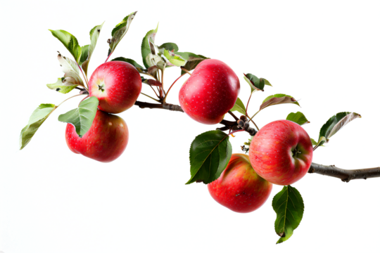 apples on branch, transparant background, PNG file
