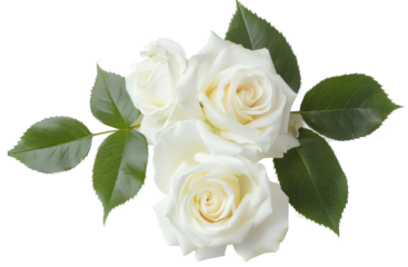 beautiful bouquet of white roses isolated on white background.