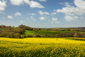 April rapeseed fields on the high weald near Dallington east Sussex south east England UK