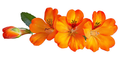 Beautiful orange cosmos flower falling in the air isolated on white background. Levitation or zero gravity flowers conception. Creative floral layout. High resolution image