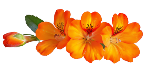 Beautiful orange cosmos flower falling in the air isolated on white background. Levitation or zero gravity flowers conception. Creative floral layout. High resolution image