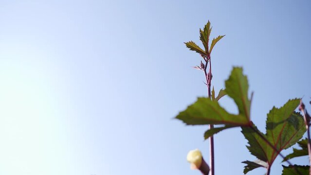 Jamaican sorel, tropical fruit. Can eat.