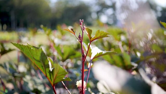 Jamaican sorel, tropical fruit. Can eat.