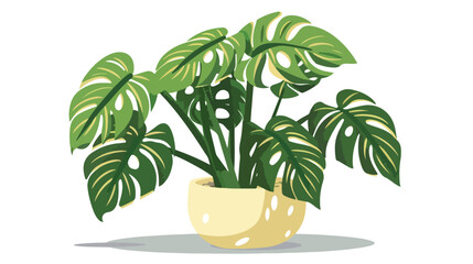 Monstera adansonii potted Swiss plant with cheese leave