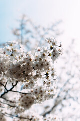 blossom in spring