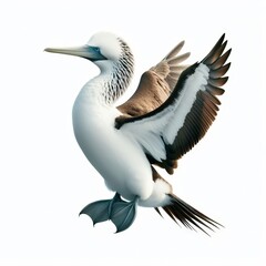 Image of isolated boobie bird against pure white background, ideal for presentations
