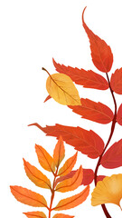 Naklejka premium Fall leaves png background transparent