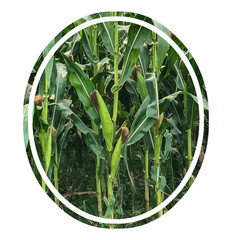 a corn field with a circle that says corn a corn field with a picture of a corn in the middle
