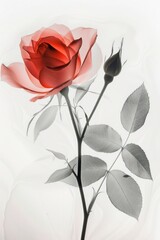 Translucent red rose flower showcasing intricate details and a soft color palette.