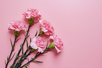 Pink carnation flowers on pastel background for Mothers Day celebration