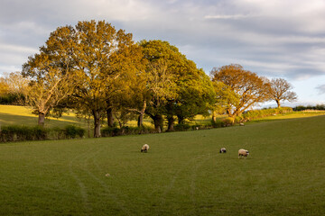 Sheep grazing in rural Sussex, with evening light