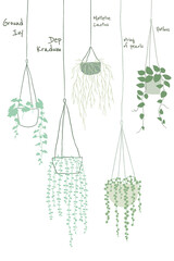 Popular hanging plant png doodles and names