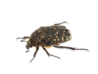 Mediterranean spotted chafer beetle isolated on white background, Oxythyrea funesta