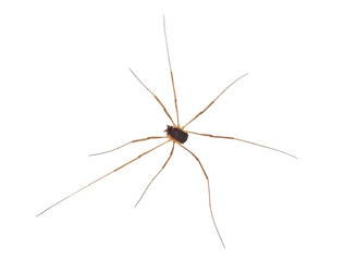 Saddleback harvestman isolated on white background, Mitopus morio male