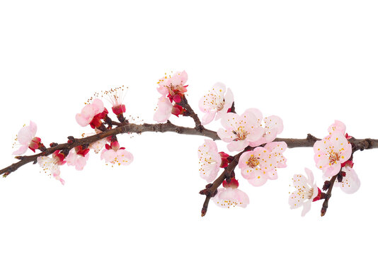 Blossoming apricot tree branch isolated on white background, Prunus armeniaca