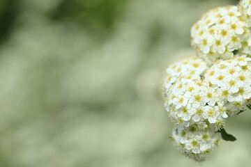 日本の春に咲くコデマリ