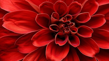   A close-up of a red flower with a heart-shaped center