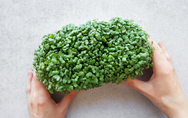 Female hand with radish microgreens tray.