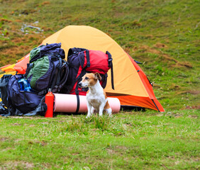 Camping dog. small dog sits near yellow tent with backpacks on a hike in the mountains. outdoor activities in nature with cute pet friend.