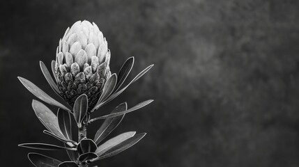   A single black-and-white image of a flower