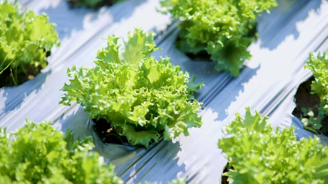 Salad vegetables.Organic vegetable farm. Beautiful colors.